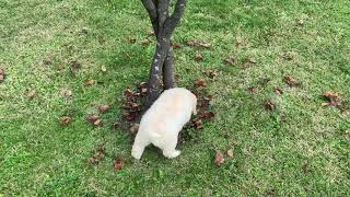 Lagotto Romagnolo puppy training [upl. by Sergei]