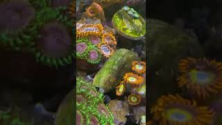 Loving the zoa garden and pectinia [upl. by Isabelita]