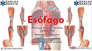 Anatomía  Esófago Part I Porción Cervical Torácica y Lumbar [upl. by Airitak]