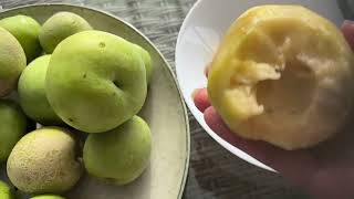 BOUGHT 2kg of WHITE SAPOTE  TREES LOTS OF FRUITS AND FLOWERS🍂🇦🇺 [upl. by Anirret]