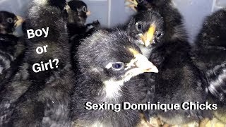 How to tell Dominique chick cockerels from pullets [upl. by Mairim]