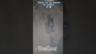 bluecloud americanbullyoficial americanbully noche neblina shorts short [upl. by Aratal668]