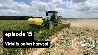 Episode 15 Vidalia onion harvest [upl. by Shani]