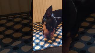 Weiter am Knochen knabbern🍗🐶🥰 hundeliebezwergpinscherhund lieblingshund minidoberman pinscher [upl. by Huxley]