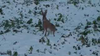 Ein Feldhase rennt im Schnee Bodenheim [upl. by Lavine184]