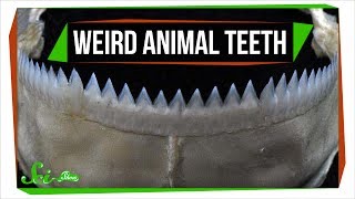 7 Animals with Super Weird and Sometimes Horrifying Teeth [upl. by Sinegra]