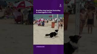 Brazilian dog teaches footvolley [upl. by Lisetta]