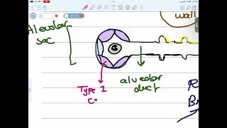 RS Physiology  Physiology Of Pulmonary Ventilation  Mutah [upl. by Brass]