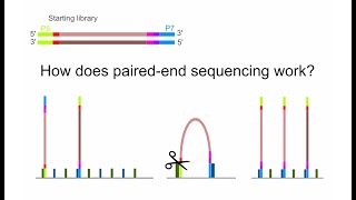 NGS How does paired end sequencing work [upl. by Llednil]