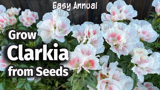 How to Grow Clarkia or Godetia from seed 🌸  An Easy Annual Flower [upl. by Avihs513]