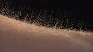 Rising Arm Hairs Stock Video [upl. by Brinkema232]