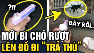 Mỗi lần ra đường là BỊ CHÓ ĐUỔI thanh niên cay cú LÊN ĐỒ đi trả thù từng con  Tin 3 Phút [upl. by Bocock]