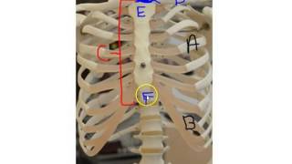 Vertebrae and Ribs BIOL 107L [upl. by Akinorev]