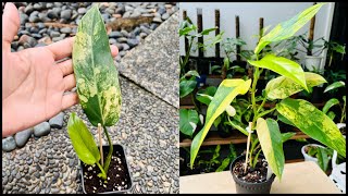 Full Guide How to Root and Propagate a Philodendron Easy “P Domesticum Variegated” [upl. by Nathanael]