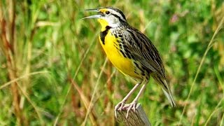 Meadowlark Singing And Calling  11 Minutes [upl. by Rey886]