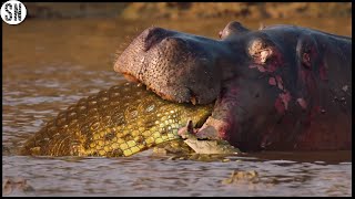 Crocodile Enters The Body of a Hippo After Killing it [upl. by Ecirahs]