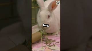 Why a Rabbits Teeth Never Stop Growing animalfacts animals facts shorts [upl. by Venola480]