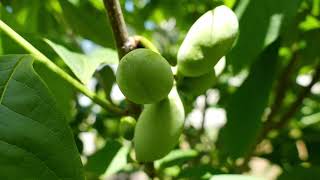 GIANT Pawpaw Project Asimina triloba  The LARGEST cultivars available [upl. by Subak948]