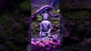 Paludarium spraying and cleaning paludarium plantedtank aquarium [upl. by Llenrep]