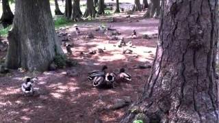 Ducks Mating Forcibly [upl. by Ardnuasal]