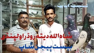 Best Pigeon Shop  Shahallah Dita Road Rawalpindi [upl. by Eillas313]