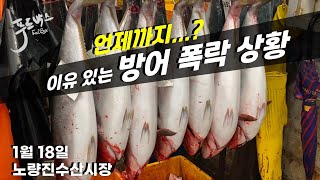 방어 가격이 갑자기 폭락한 이유 언제까지 1월 18일 노량진 수산시장 [upl. by Ynetruoc]