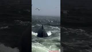 Real Whale On Sea 😱😳 🐋 🌊 whale sea fish wow shorts amazing wonderful unbelievable youtube [upl. by Suravart]