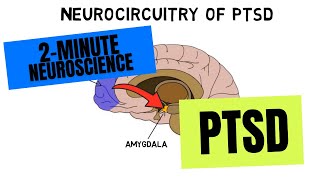 2Minute Neuroscience PTSD [upl. by Aznofla344]