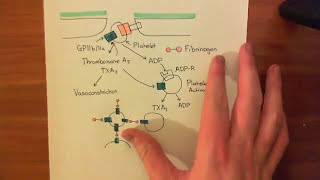 Platelet Adhesion Activation and Aggregation Part 2 [upl. by Oira]