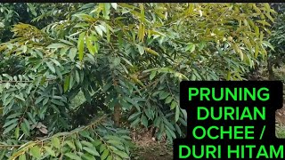 PART 2 ‼️ PRUNING DURIAN OCHEE ‼️ [upl. by Emmit]