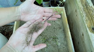 Propagating Anise Hyssop From Cuttings [upl. by Ennayhs451]