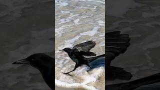 Grackle Foraging on the Beach • She Talks to Angels • Black Crowes shorts birds bird nature usa [upl. by Ananna733]