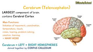 Cerebrum Telencephalon [upl. by Eecyal923]