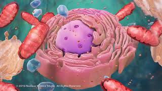 Overview of Cell Structure [upl. by Lleoj732]