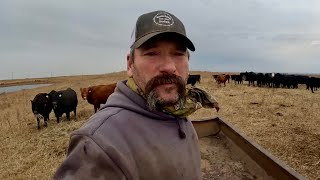 Day In The Life Of A South Dakota RANCHER [upl. by Nabois770]