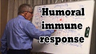 Humoral immune response [upl. by Ailemac67]