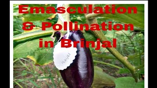 Emasculation amp Pollination in Brinjal Hybrid brinjalF1 gen [upl. by Antonino]