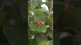 Polistes canadensis nature [upl. by Icyac]