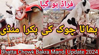 Bhatta Chowk Bakra Mandi New Update 2024 [upl. by Gaspard]