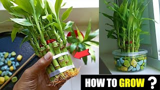 How to grow bamboo plants at home [upl. by Llennod]