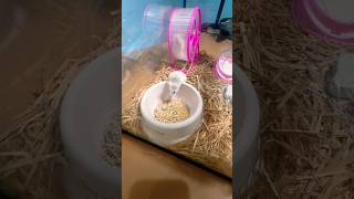 Hamster Cage Setup Low Budget malayalam hamsters petlover hamsters petsmalayalam [upl. by Kihtrak]