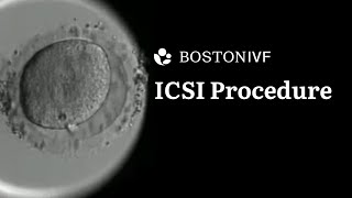 ICSI Procedure Explained  Science at Boston IVF [upl. by Pears806]