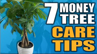 7 Money Tree Care Tips That you NEED to Know Pachira Aquatica Houseplant Care [upl. by Athal320]