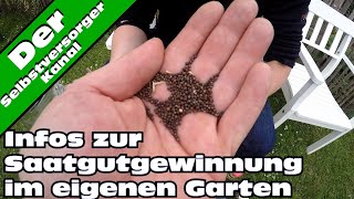 Infos zur Saatgutvermehrung im eigenen Garten [upl. by Dnyletak]