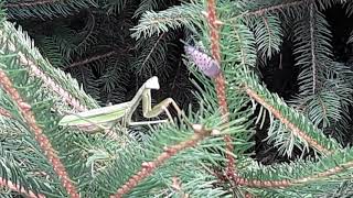 Pennsylvania praying mantis kill spotted lanternfly [upl. by Ailahk157]