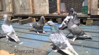 KOTR KIRKUK PIGEONS 072013 [upl. by Adila520]