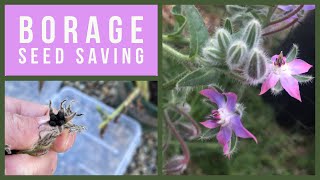 Harvesting History Herbs  Borage [upl. by Oivalf]