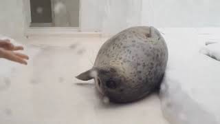 quotGimme TUNA🐟MORE TUNA🐟👀 Then Ill play with the ball🏀quot Ringed seal Yukichan 🎥icetdn1 on X [upl. by Shulamith]