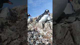 Antarctica Gentoo Penguin Sounds [upl. by Bullen]