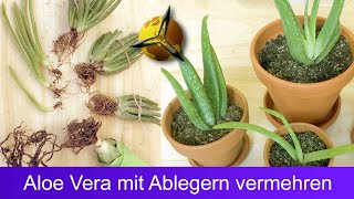 Aloe Vera mit Ableger vermehren [upl. by Rawden]